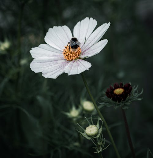 Close Up Photo of Bee on White Flower