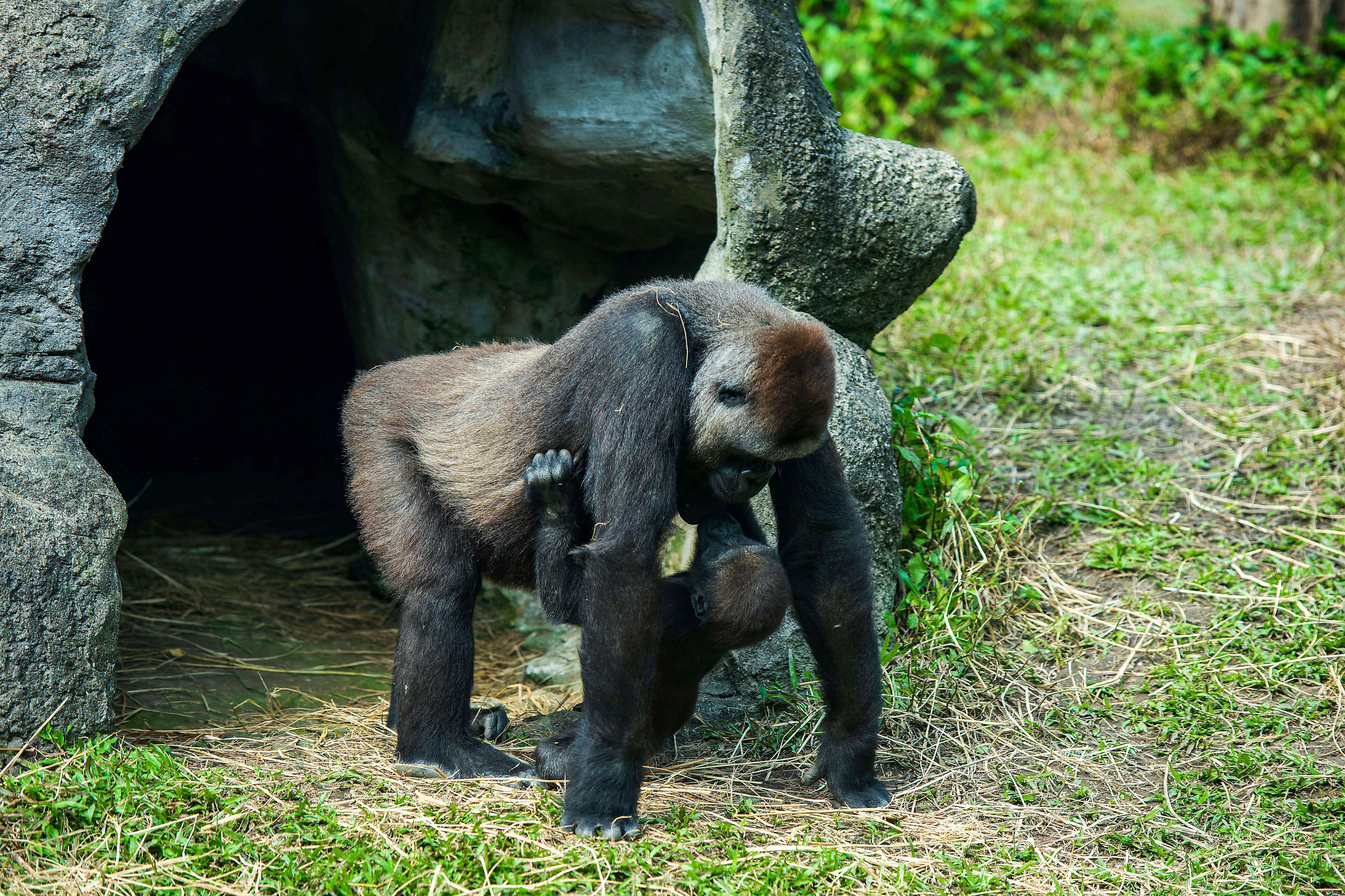 A heartwarming scene of an adult gorilla carrying its baby at Taipei Zoo, highlighting conservation 