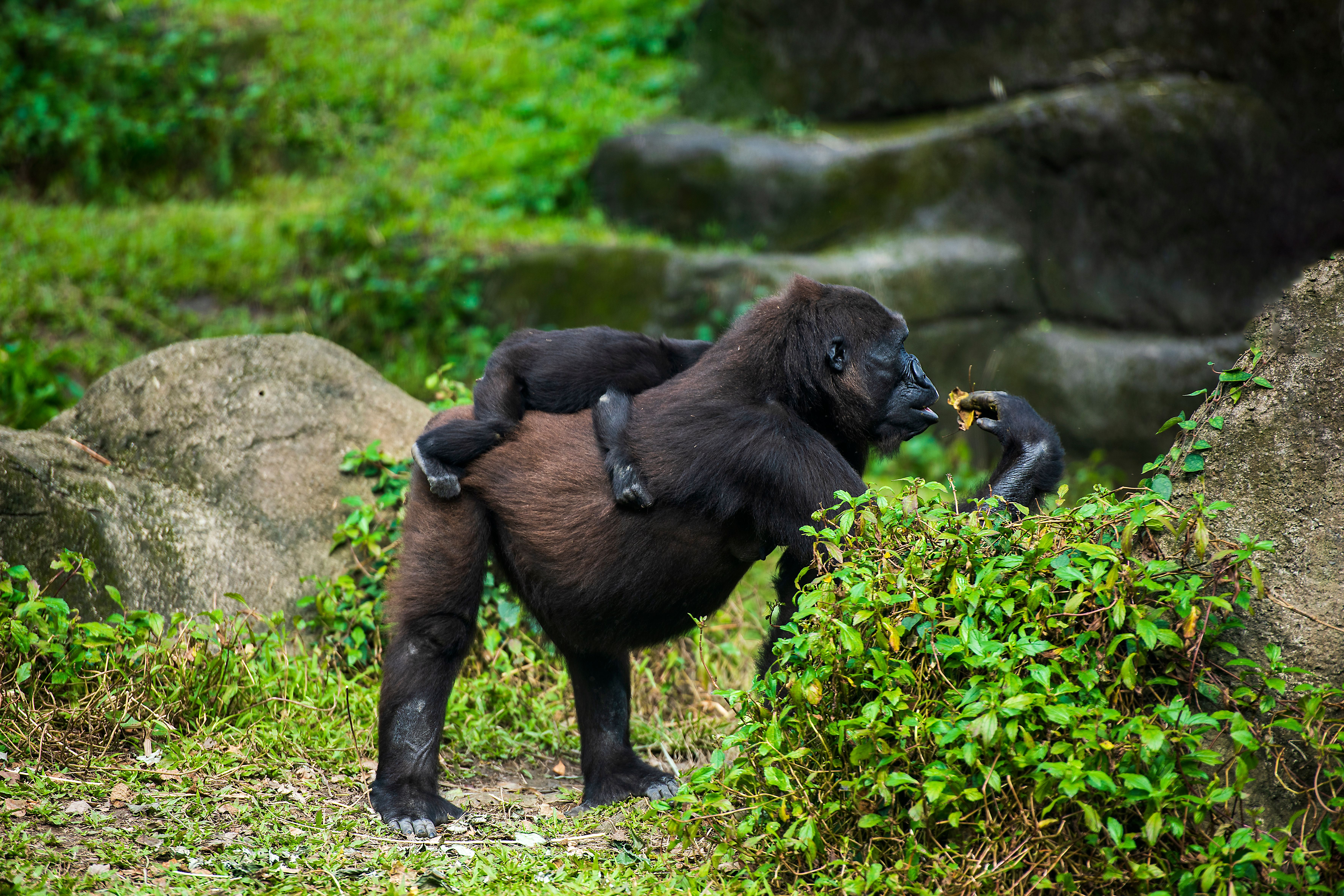 Zoo Trackers