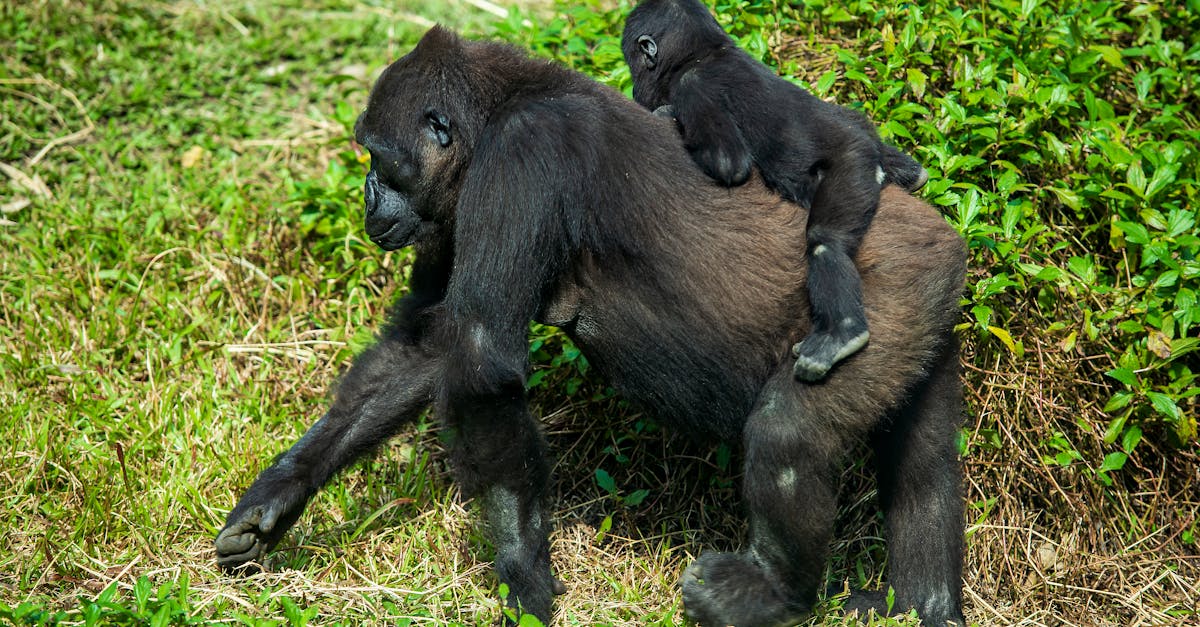 大猩猩媽媽的悲傷:揭示靈長類動物的死亡情感與智慧 大猩猩媽媽的悲傷:揭示靈長類動物的死亡情感與智慧