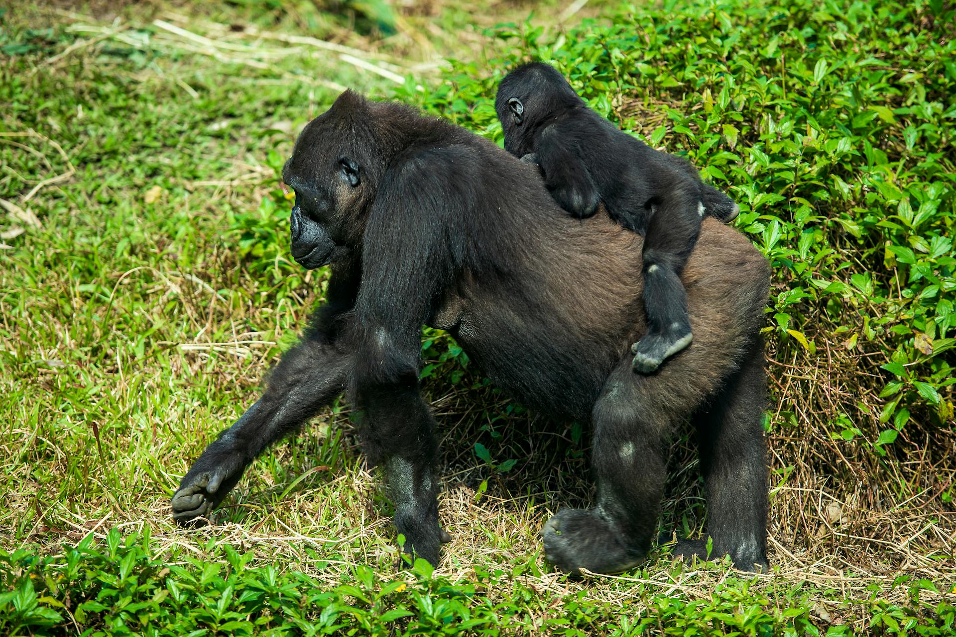 A gorilla mother carrying her baby in lush greenery at Taipei Zoo, Taiwan.