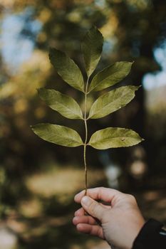 A hand holding a green leaf branch with a blurred forest background.