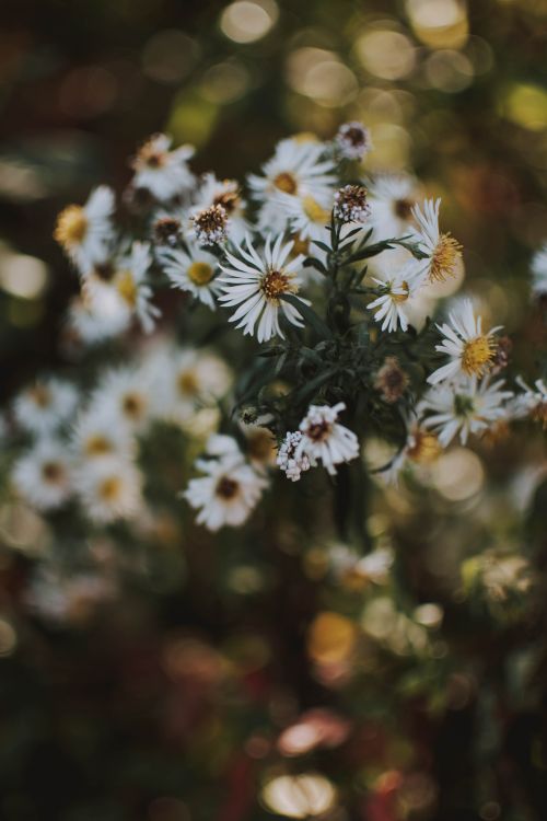 Free Beautiful white daisies blooming in a sunlit garden in Liezen, Austria, capturing the essence of nature's tranquility. Stock Photo