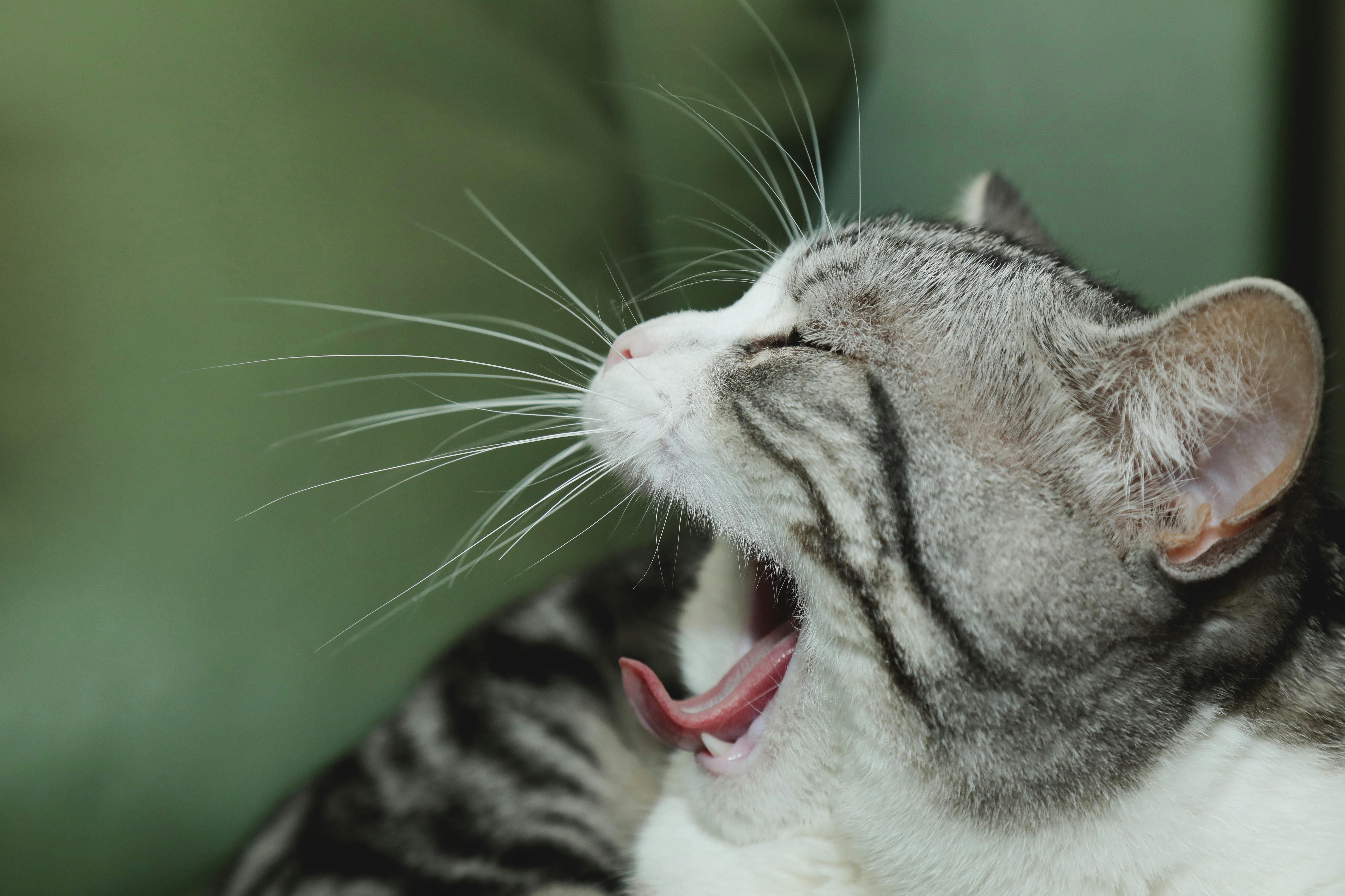 Adorable yawning tabby cat close-up with whiskers and green backdrop.
