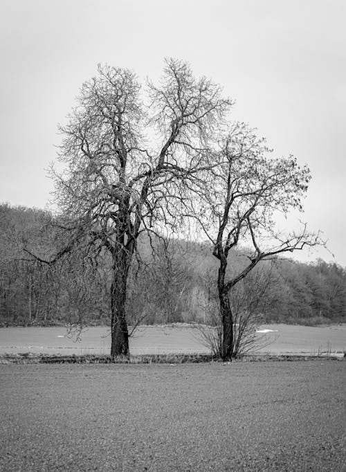 Monochrome Shot of Leafless Trees