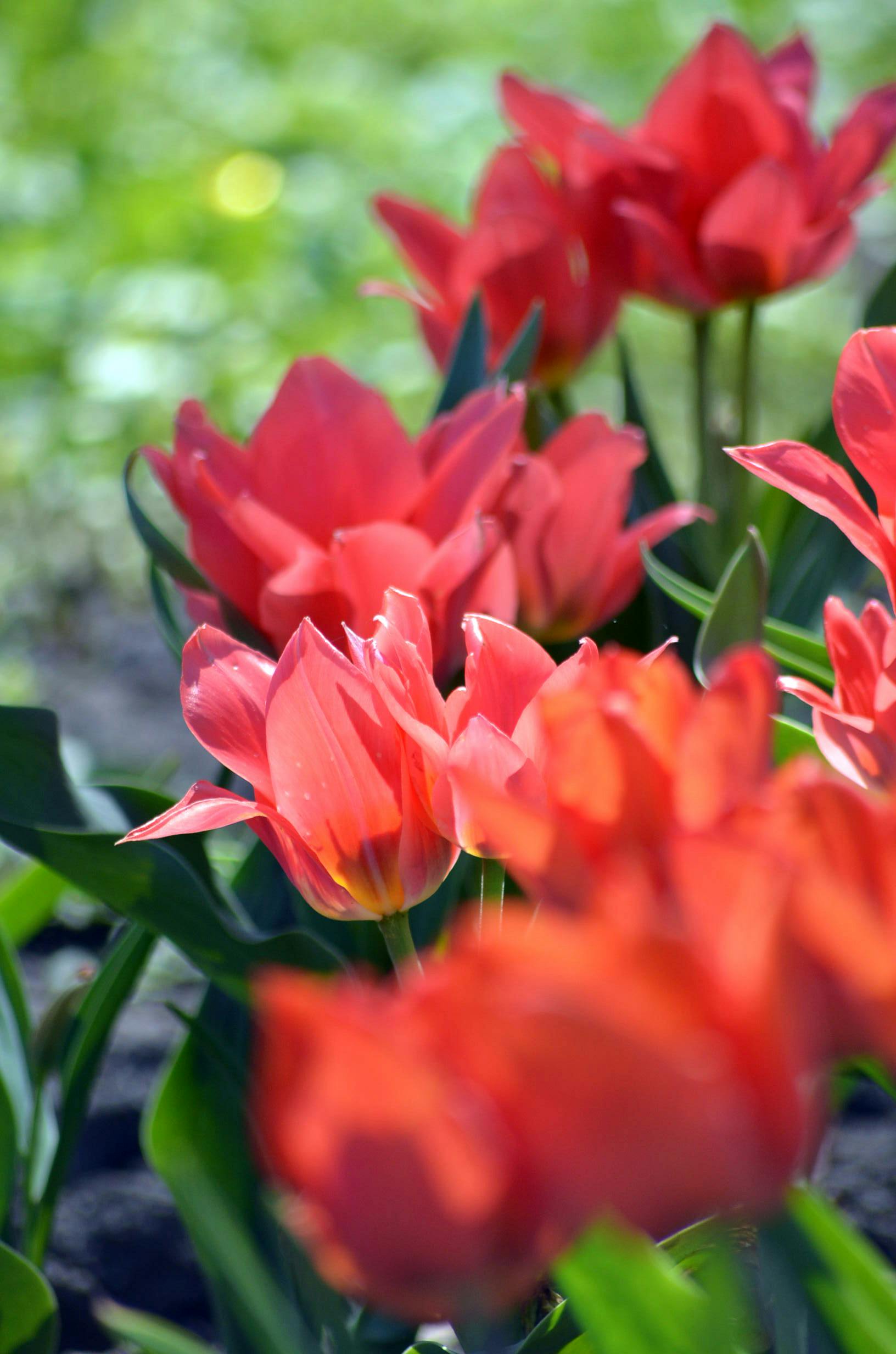 [ColoSach]-close-up-of-red-tulips-in-full-bloom-during-daytime,-capturing-the-essence-of-spring.