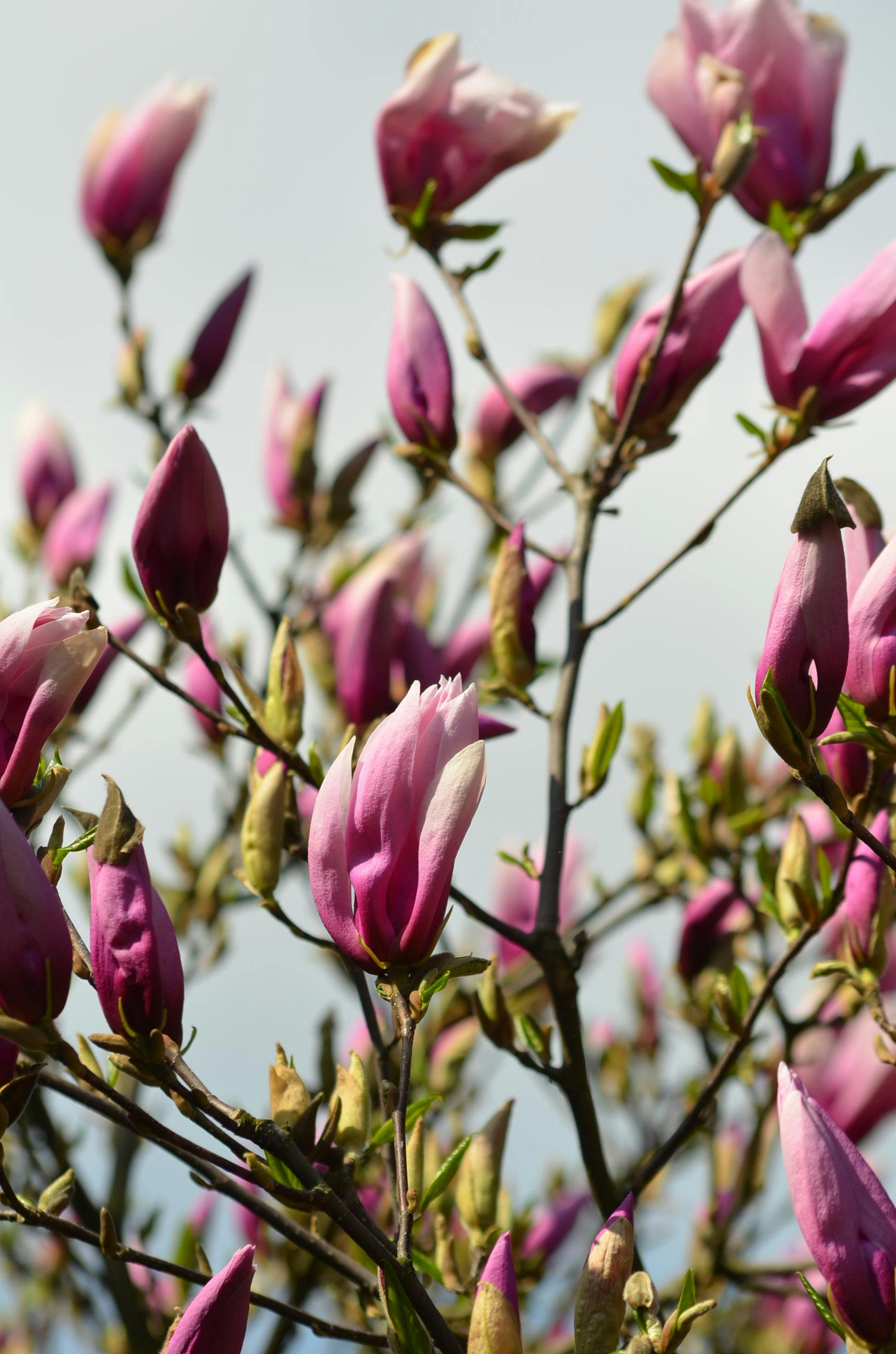[ColoSach]-close-up-view-of-vibrant-pink-magnolia-flowers-blossoming-in-spring,-showcasing-nature's-beauty.