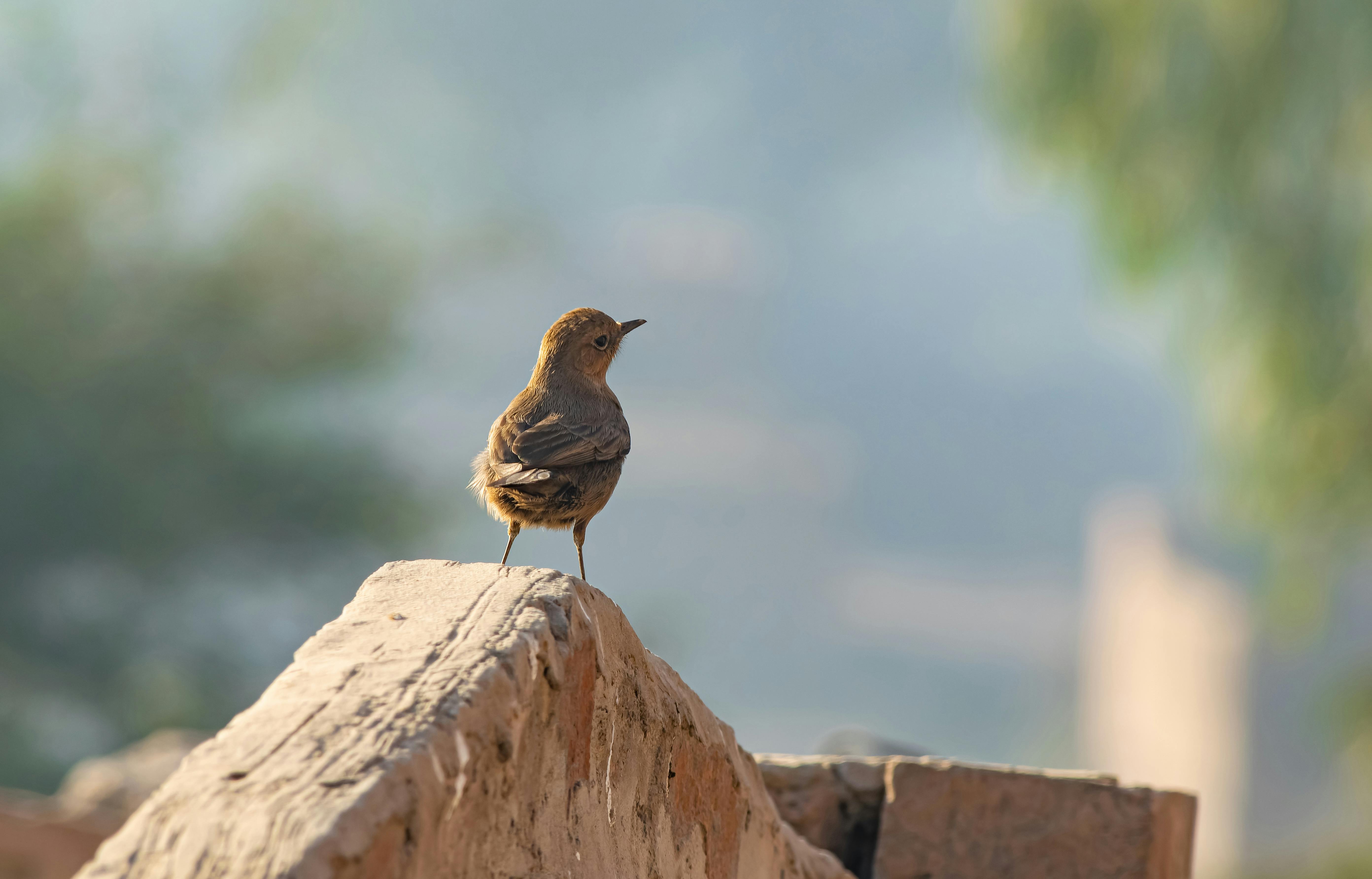 A Familiar Chat bird, also known as Cercomela familiaris, perched on a rock in a natural outdoor setting.