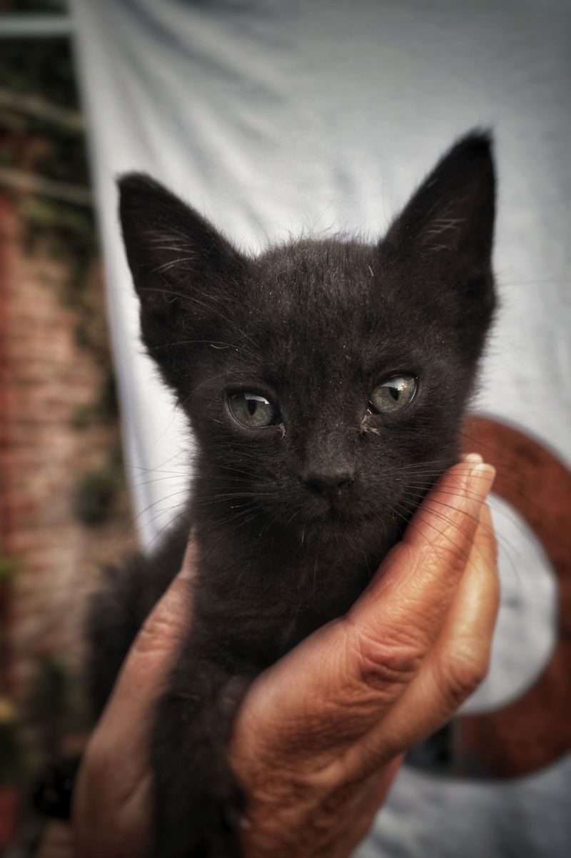 Small black kitten held in a person's hand — photo by Enzo Ariel Castillo on Pexels