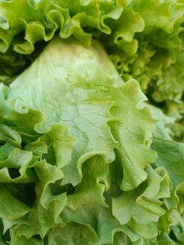 A detailed macro shot capturing the vibrant green curly leaves of fresh lettuce.