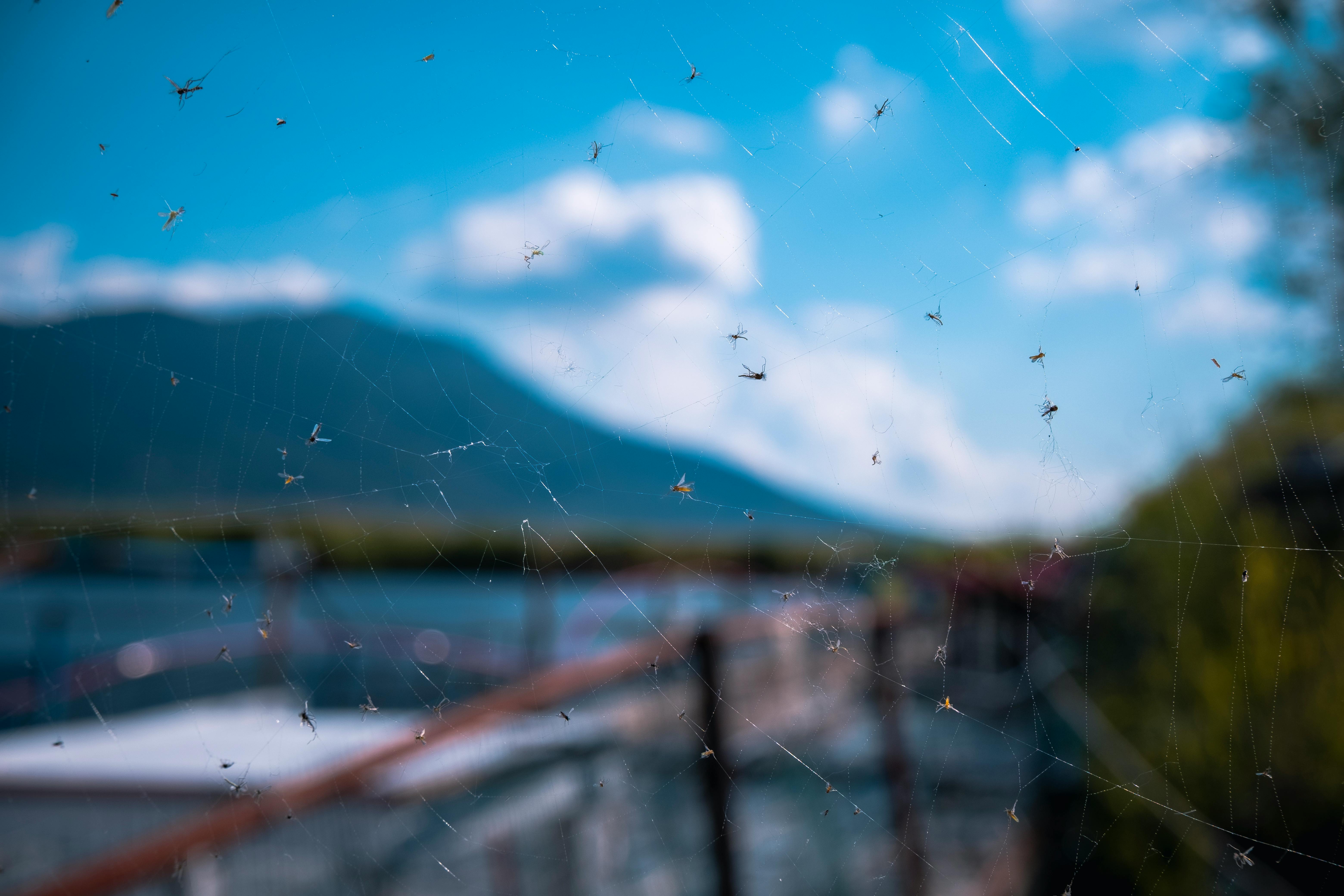 Close-up of a spider web with insects in a scenic backdrop in Çameli, Türkiye.