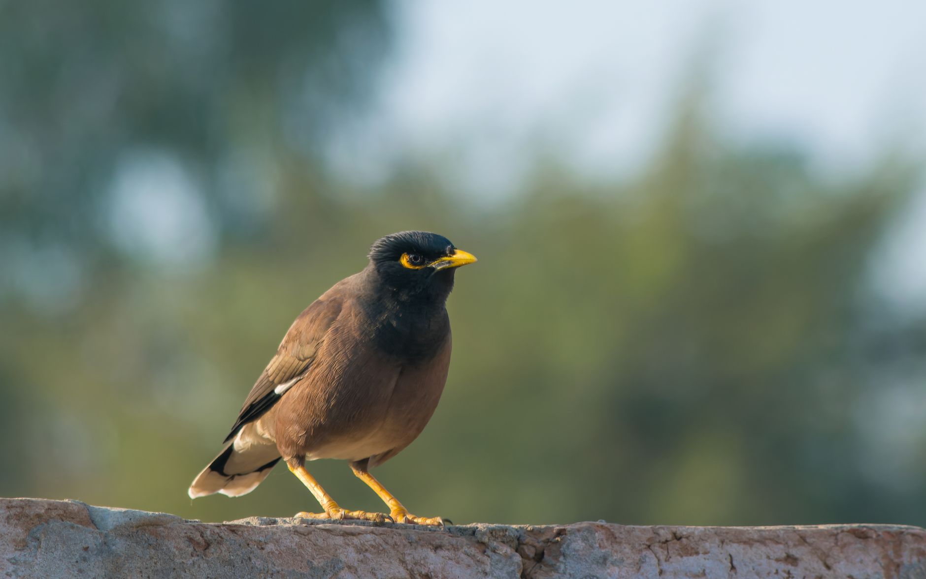A close-up shot of a mynah bird perched on a stone surface, captured in natural light.