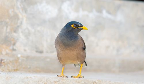 Free A detailed close-up of a common myna bird perched, highlighting its vibrant plumage. Stock Photo