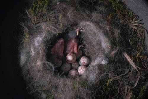 Close up of Chicks and Eggs in Nest