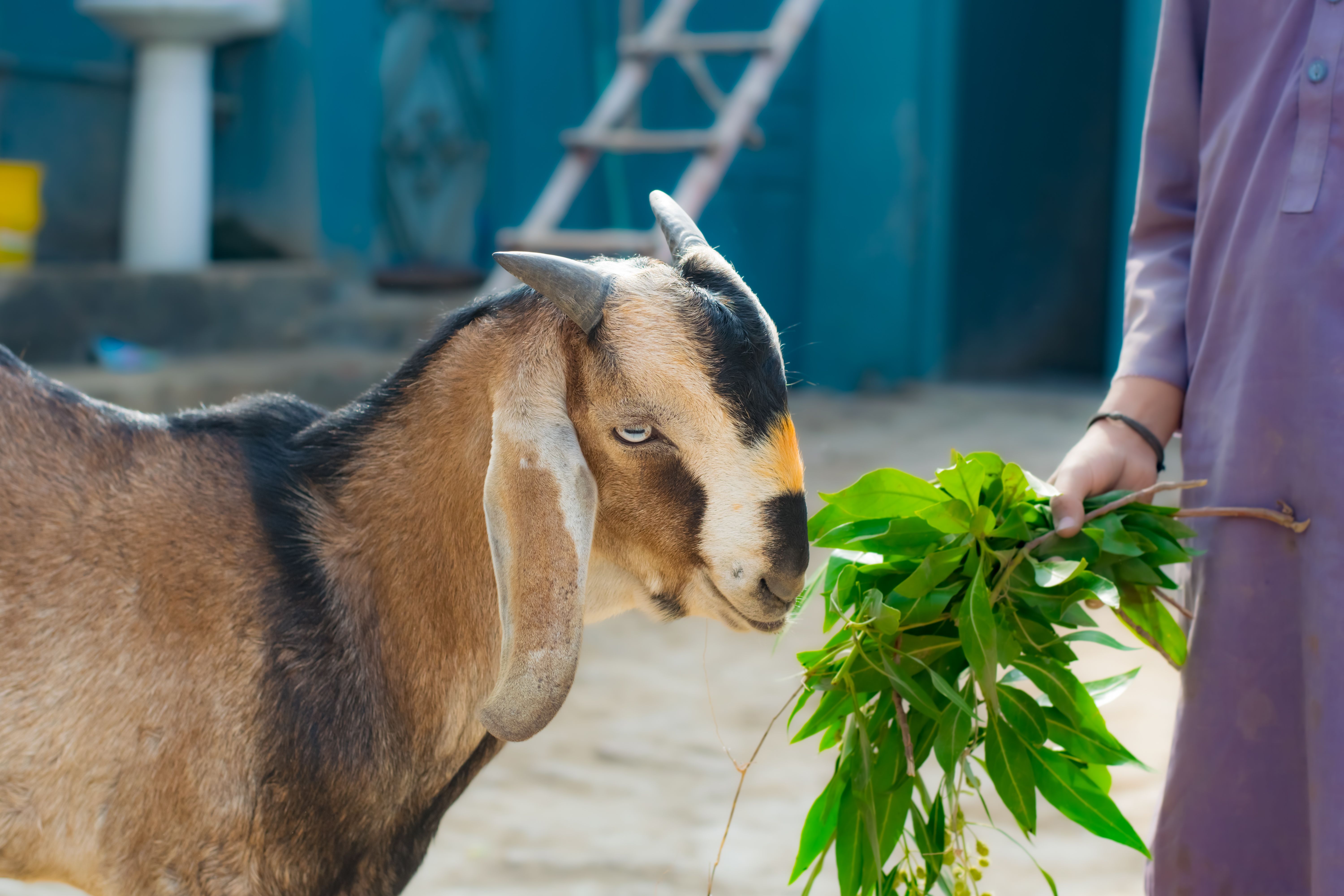 What is chevon meat? - Chef's Resource