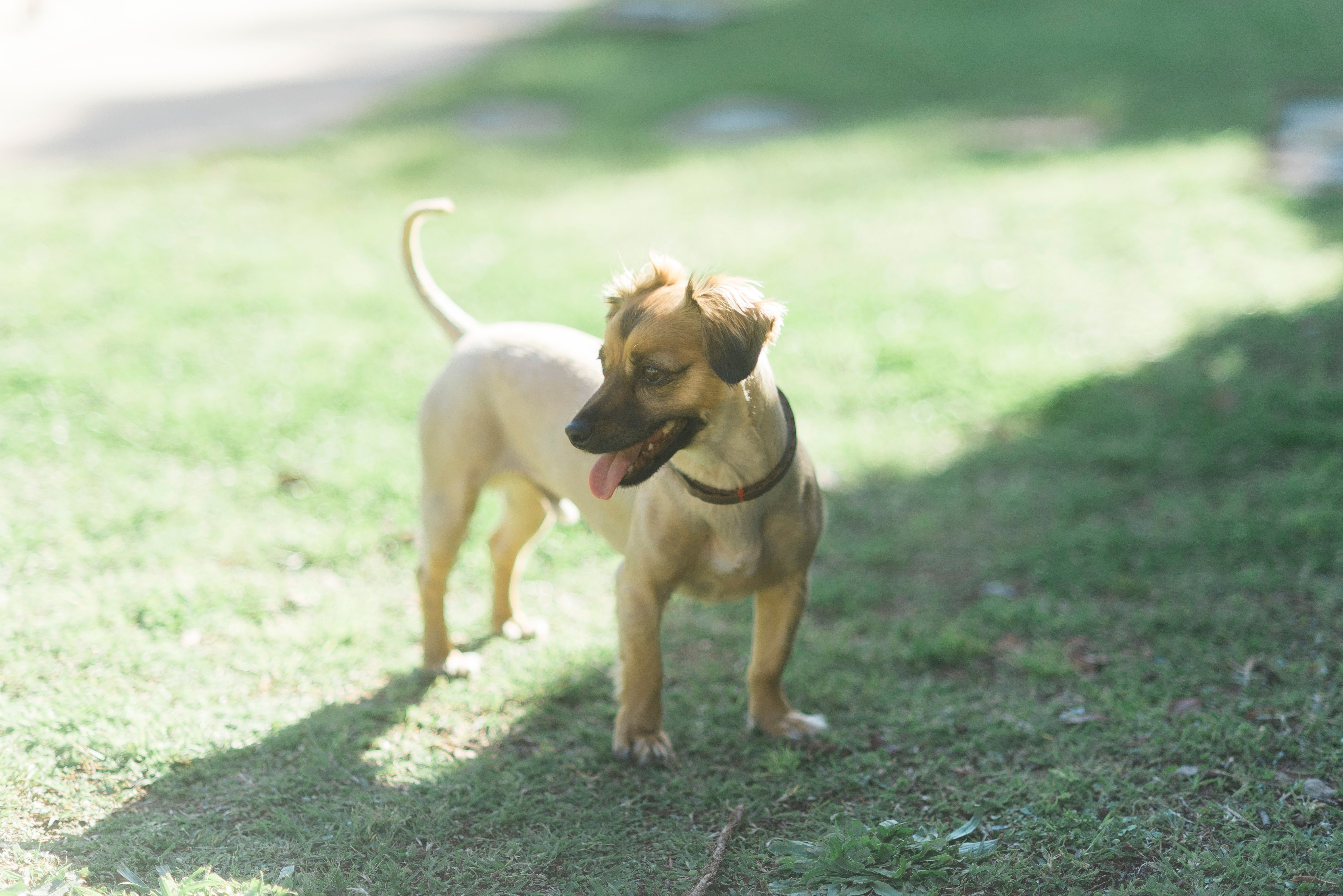 Healthcare and wellness consultation for a dog