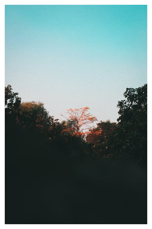 外框, 天性, 孟加拉國 的 免費圖庫相片