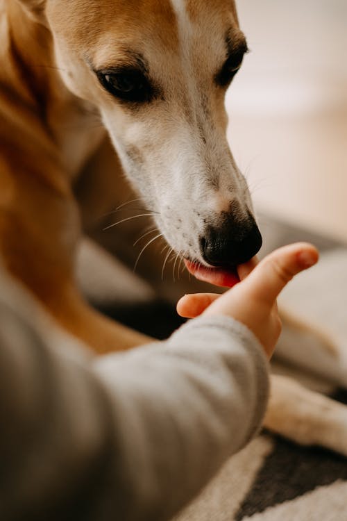 Close up of Dog Head near Hand