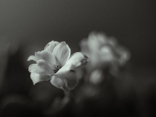 Grayscale Photo of a Blooming White Flower