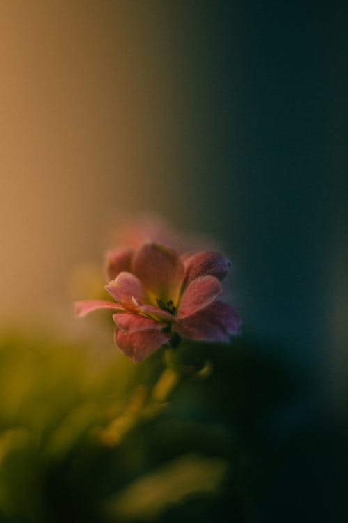 Blooming Flower in Blur