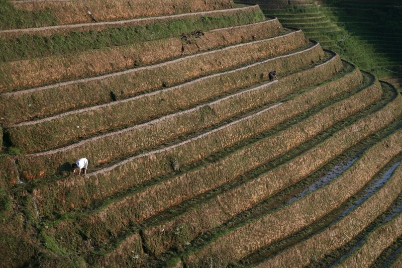 Terrasserede rismarker i Indonesien