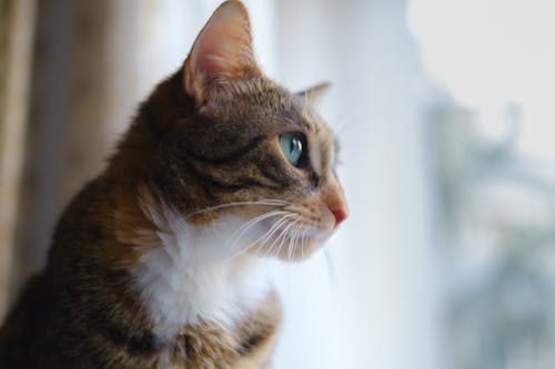 Foto profissional grátis de gato, gatos, gatos domésticos