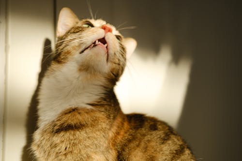 büyük kediler, kedi, kedi gözleri içeren Ücretsiz stok fotoğraf