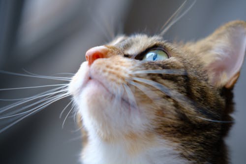 大貓, 家猫, 猫眼 的 免费素材图片