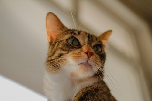 大貓, 家猫, 猫眼 的 免费素材图片