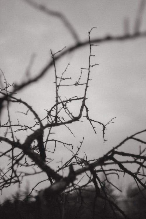 Free stock photo of black and white, branch, tree