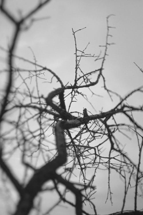 Free stock photo of black and white, branch, tree