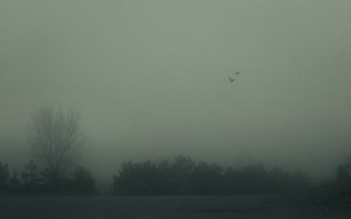 liminal, sis, sisli içeren Ücretsiz stok fotoğraf