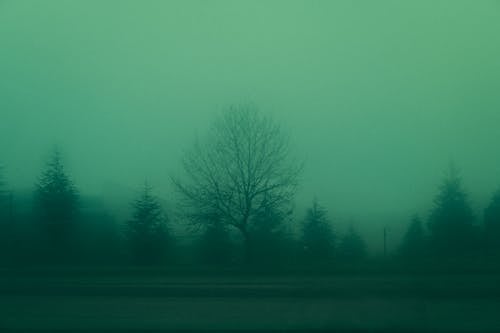 ağaç, liminal, sis içeren Ücretsiz stok fotoğraf