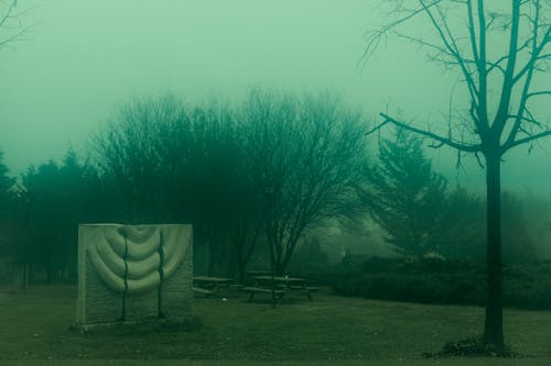 Foto profissional grátis de abandonado, abandono, árvore