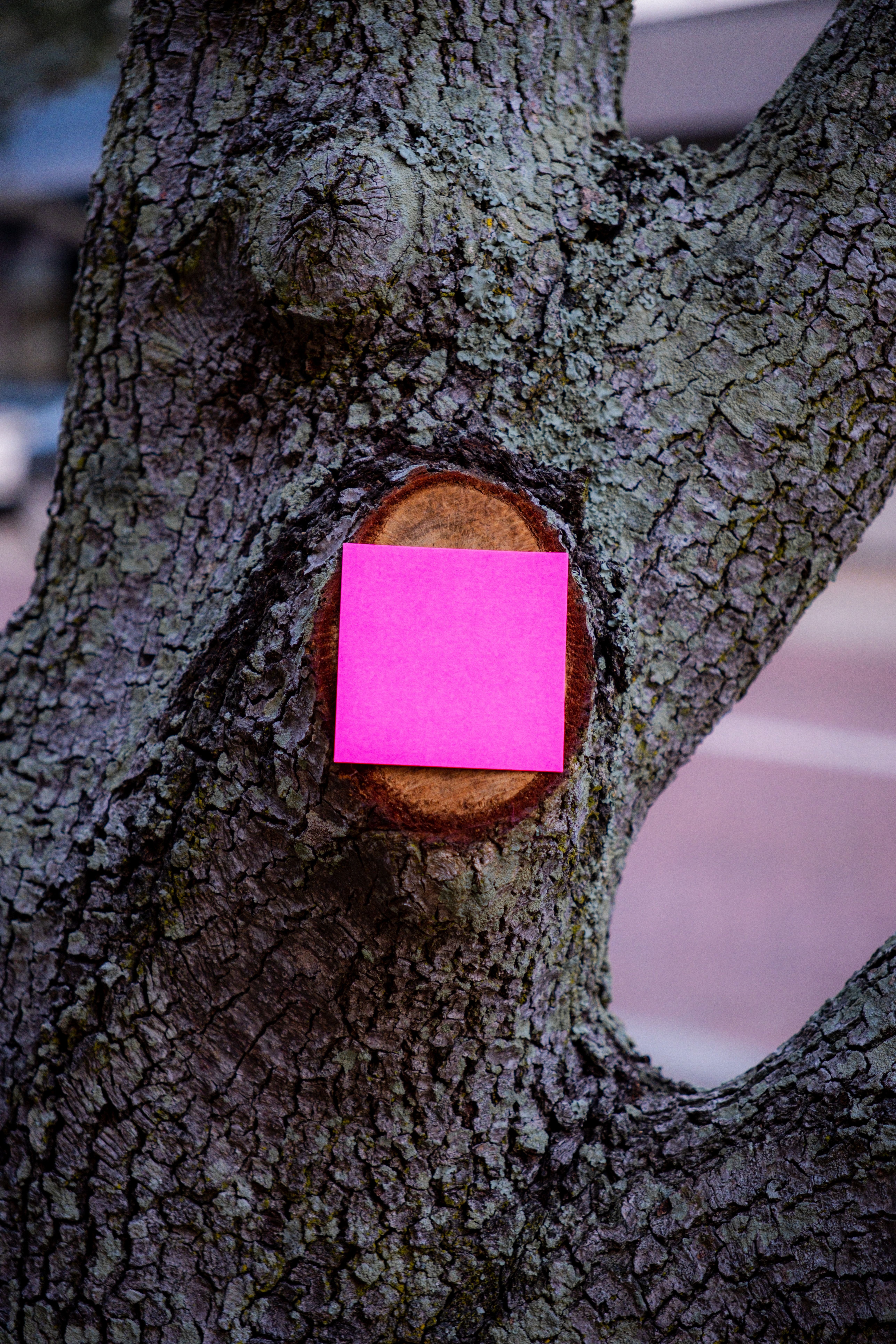 A pink post it note stuck to a tree · Free Stock Photo