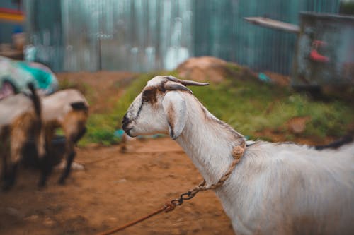 Goat in Farm