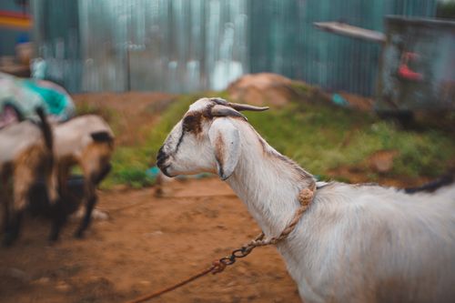 Free Close-up of a goat on a farm in rural Tamil Nadu, India. Stock Photo