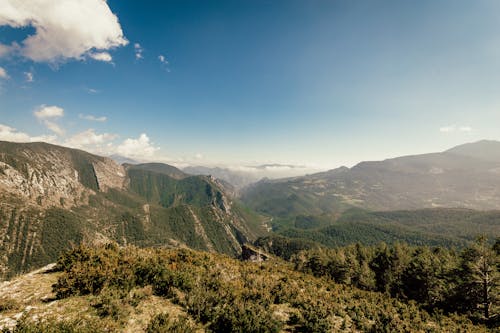 Foto d'estoc gratuïta de a l'aire lliure, arbres, bosc