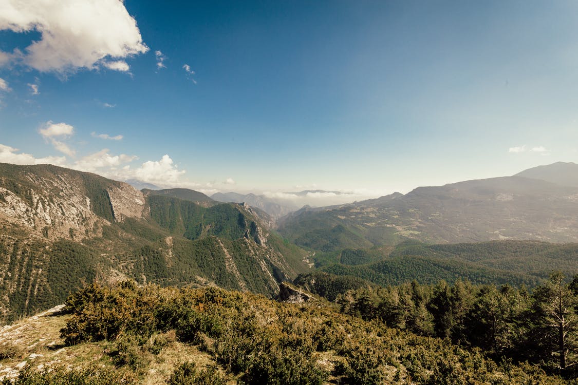 Foto d'estoc gratuïta de a l'aire lliure, arbres, bosc