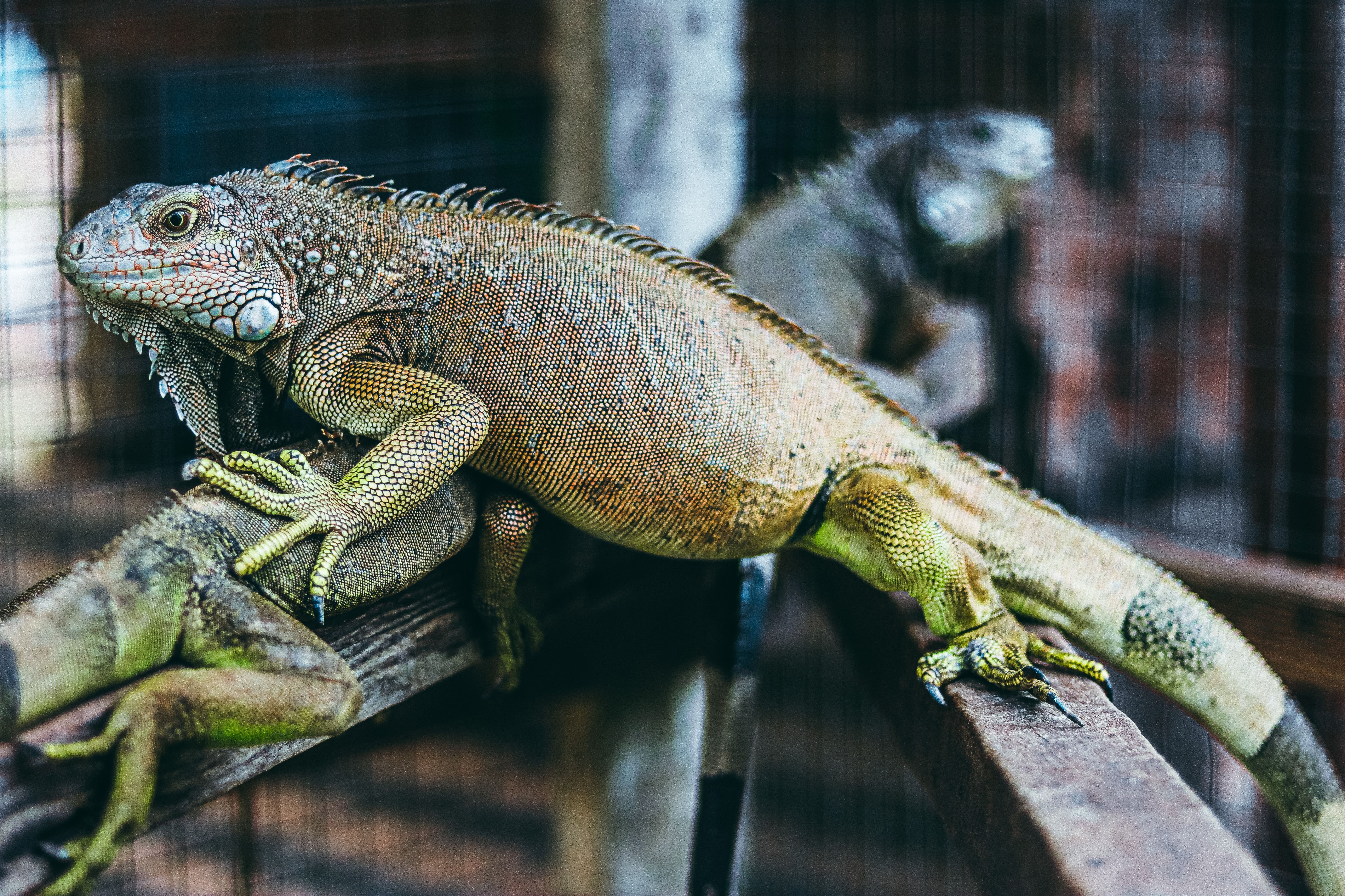 Securing Specialist Pet Insurance for Exotic Pets UK 2026