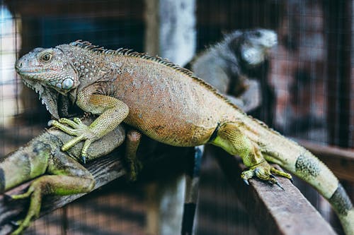 Photograph of a Green Iguana