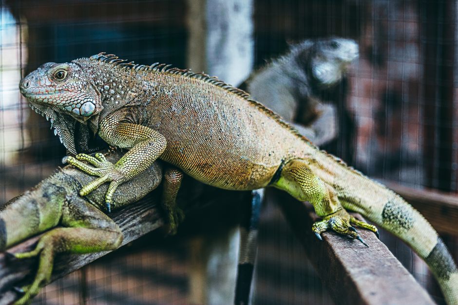 Securing Specialist Pet Insurance for Exotic Pets UK 2026
