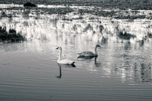 Grayscale Photo of Swans Swimming in the Lake
