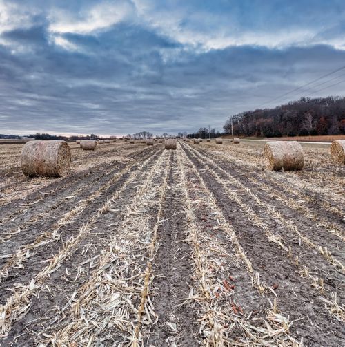 Free Tranquil farmland in Elgin, MN featuring rolled hay bales under a cloudy sky. Stock Photo