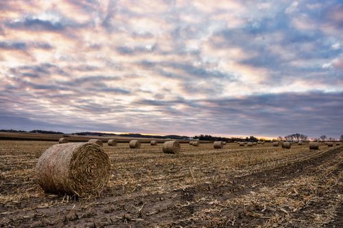 Free Beautiful hay rolls scattered across a vast farmland at sunrise in Elgin, Minnesota. Stock Photo