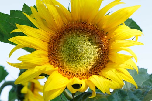 向日葵, 微妙, 植物群 的 免費圖庫相片