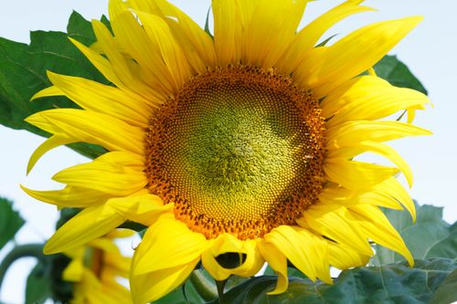 Free Close-up of a vibrant yellow sunflower in full bloom with green leaves. Stock Photo