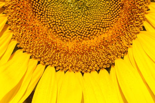 A Close-up Shot of a Sunflower