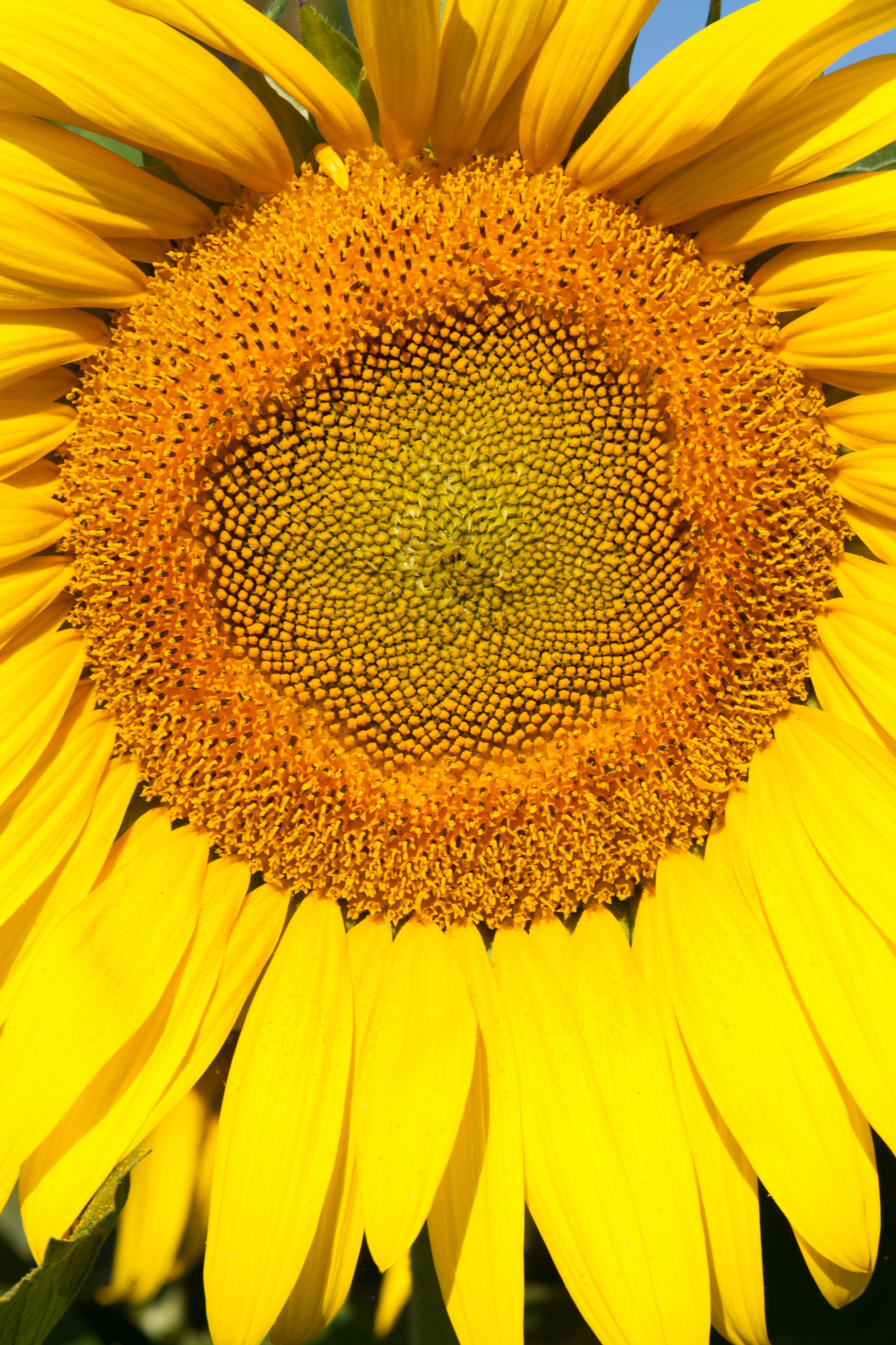 Sunflower in Close Up Photography · Free Stock Photo
