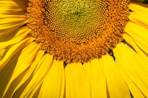 A Close-up Shot of Yellow Sunflower in Full Boom